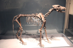 Zigong animal skeleton animal skeleton model for sale