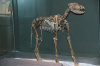 Animal exhibition skeleton fossil