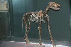 animal exhibition skeleton animal skeleton specimen