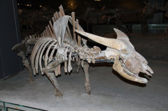 animals fossil fiberglass animal skeleton
