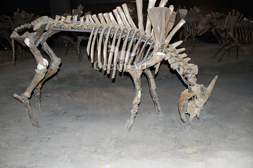 Museum quality artificial animal fossil