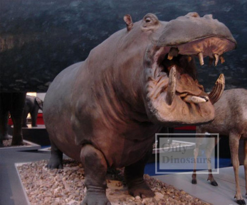 Lifesize Fiberglass Animal Hippo