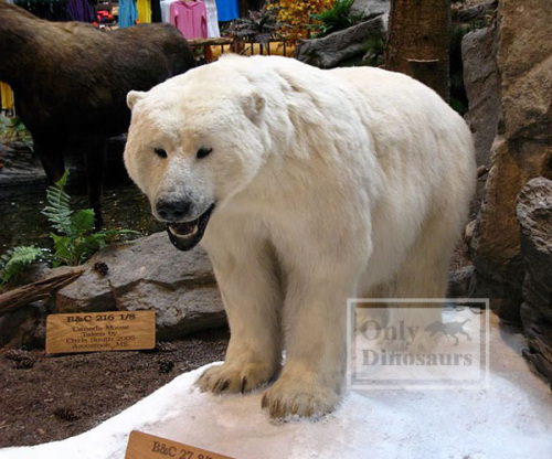Animated Museum Exhibit Animatronic Animal Polar Bear
