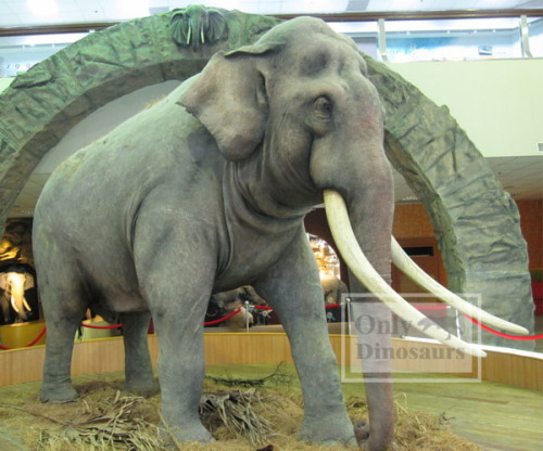 Vivid Lifesize Animal Model Animatronic Elephant for Museum