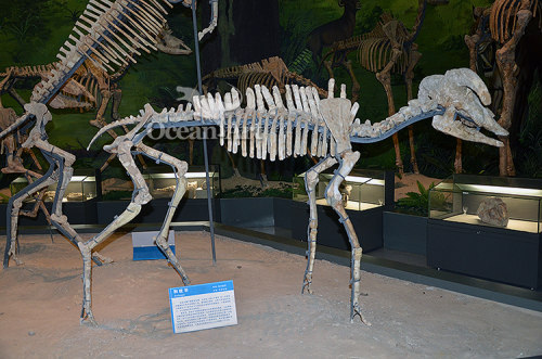 artificial skeleton animal show