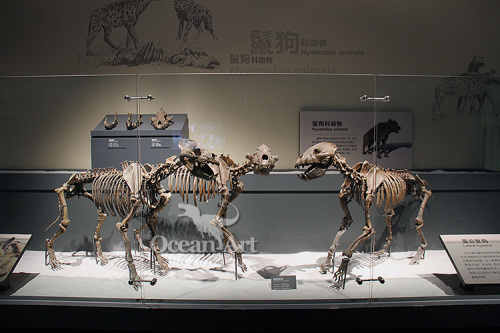 museum display equipment life-size animal skeleton