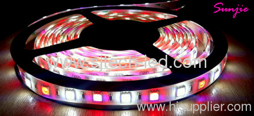 SMD5050 RGBW LED Strip Light