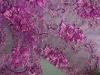 Swiss Rose Red Tulle Lace Fabric Tear-Resistant For Party