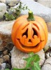 LED Solar pumpkin light