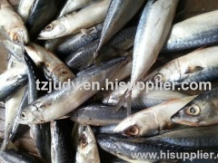w/r pacific mackerel(scomber japonicus) 100-200G for canning China manufacture