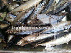 w/r pacific mackerel(scomber japonicus) 100-200G for canning China manufacture
