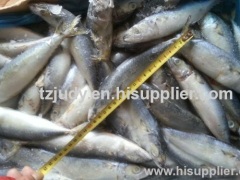 w/r pacific mackerel(scomber japonicus) 100-200G for canning China manufacture