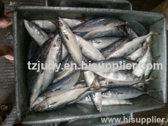 w/r pacific mackerel(scomber japonicus) 100-200G for canning China manufacture