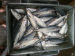 Frozen Pacific Mackerel Whole Round