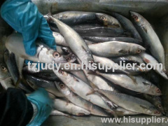 w/r pacific mackerel(scomber japonicus) 100-200G for canning China manufacture