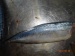mackerel fillet (scomber japonicus)