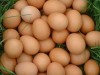 FARM FRESH CHICKEN EGGS