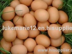 FARM FRESH CHICKEN EGGS