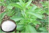 Stevia Sugar White powder