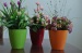 Biodegradable Plastic Flower Planter