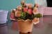 Biodegradable Cheap Durable Plastic Flower Pot