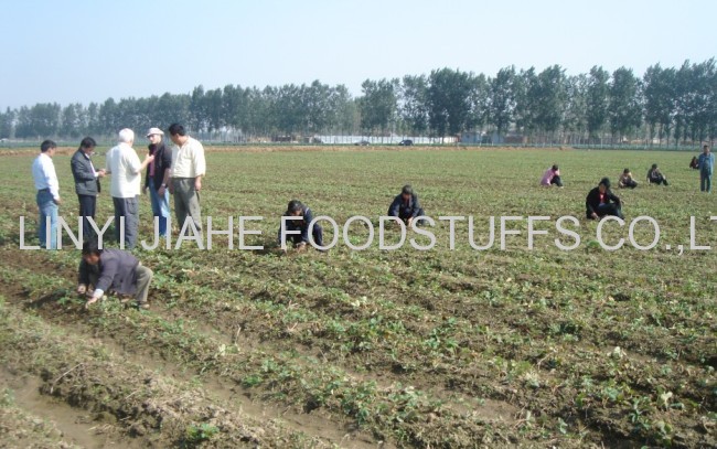 standard grade garlic flakes with root 2013 crop