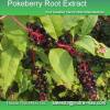 100% Natural Pokeberry Root Extract 10%-99%