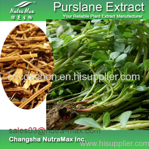 100% Natural Purslane extract 5% Flavonoids