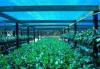 Greenhouse Shade Net Agricultural Shade Cloth For Flower Farm