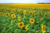 Pure Refine Sunflower oil