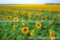 Pure Refine Sunflower oil