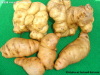 Raw Chinese Herb-Fresh Radices Rehmanniae
