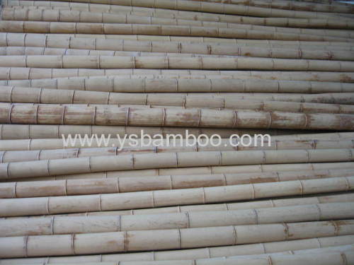 big dry bamboo poles