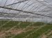 Multi span steel pipe Greenhouse