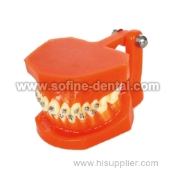 the Dental Teaching Model SF-DE-9010-2