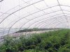 Economic tunnel green house