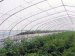 Economic tunnel steel pipe green house