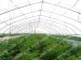 Economic tunnel steel pipe green house