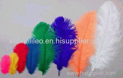 ostrich feather,ostrich leather,ostrich chicks,ostrich oil