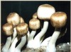 Agaricus Blazei Extract - Polysaccharides