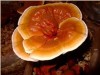 Reishi Mushroom Extract - Polysaccharides