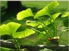 Ginkgo Biloba Extract - Flavone Glycosides