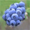 Blueberry Extract - Anthocyanidin