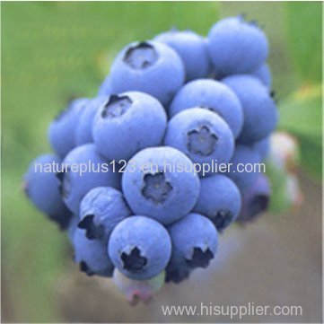 Blueberry Extract - Anthocyanidin