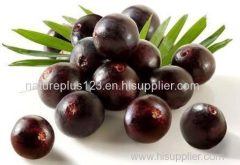 Acai berry Extract - Anthocyanin