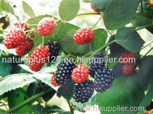 Mulberry Extract - Anthocyanin