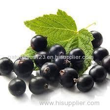 Black Currant Extract- Anthocyanidins