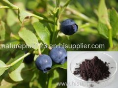 Bilberry Extract - Anthocyanidin