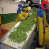 food conveyor belt for fish,meat,vegetables