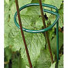 Single ring and stem plant supports for sunflower and daisy